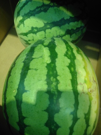 Melone: super Verpackung